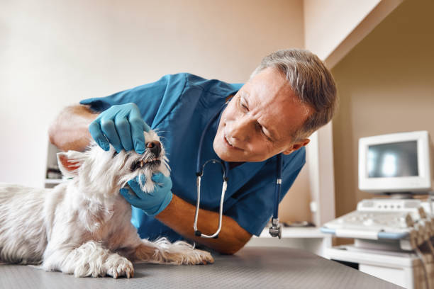 Best Emergency Root Canal Treatment in Ransom Canyon, TX